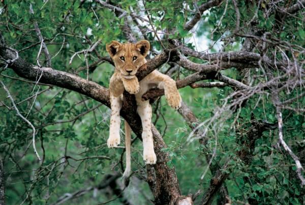 South Luangwa National Park, Zambia