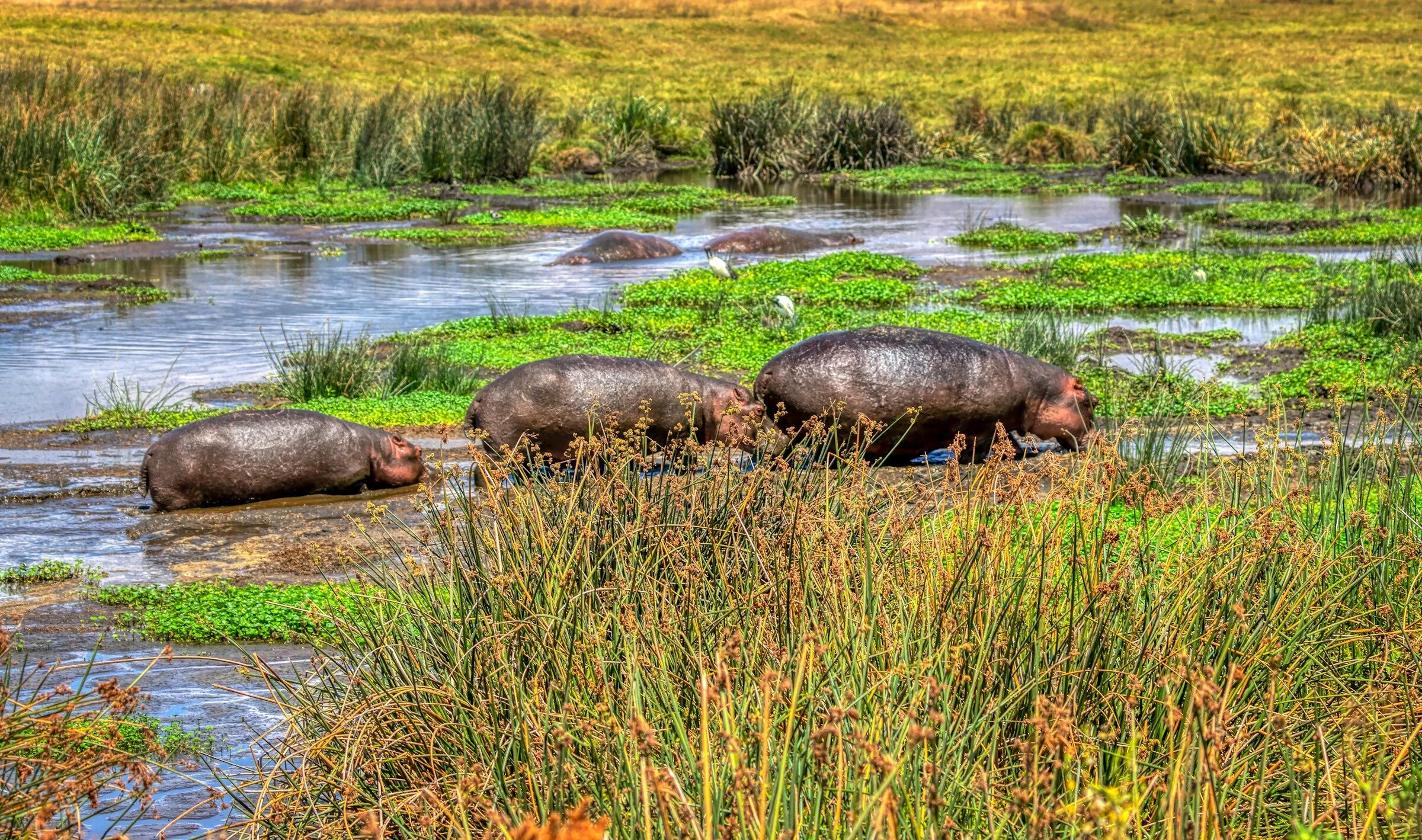 Hippos in swamp in Ngorngoro Crater, Tanzania