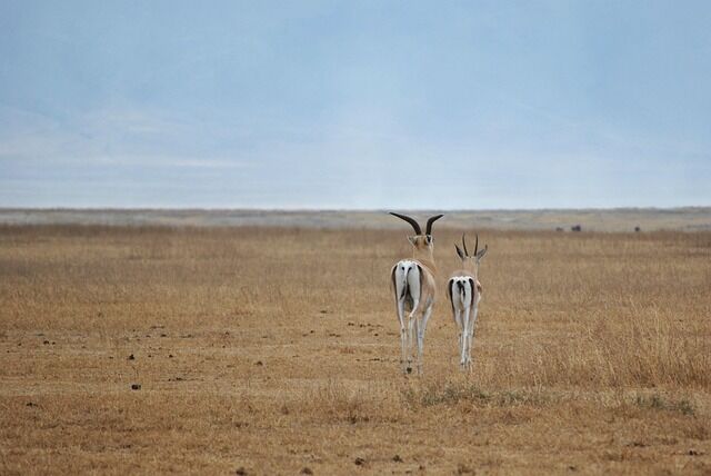 7 Day Tanzania Wildlife Small Group Adventure