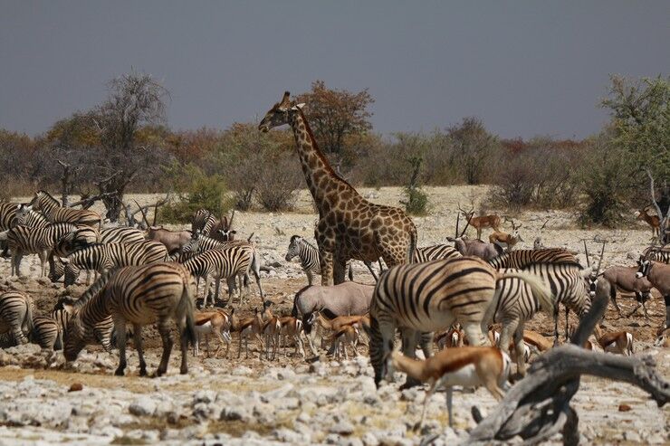 Desert Tracker, Namibia/Botswana