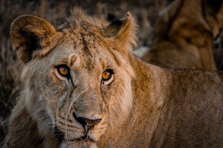 African Overland Tours - Ngorongoro Crater