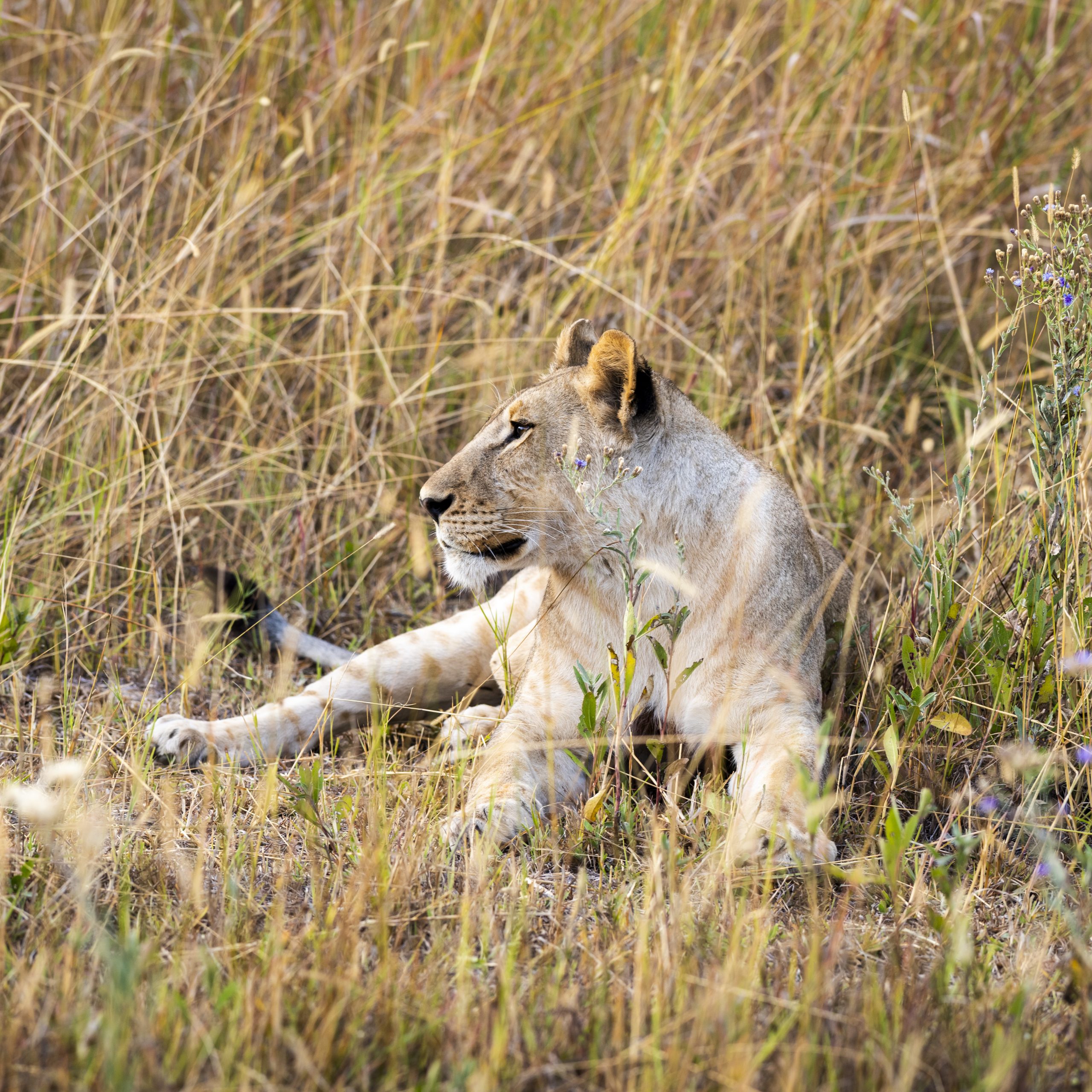 Lioness lying in tall dry grass