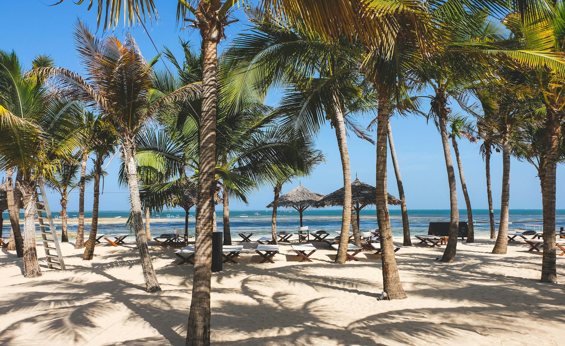 Palm trees on beach in Kenya, sunny day