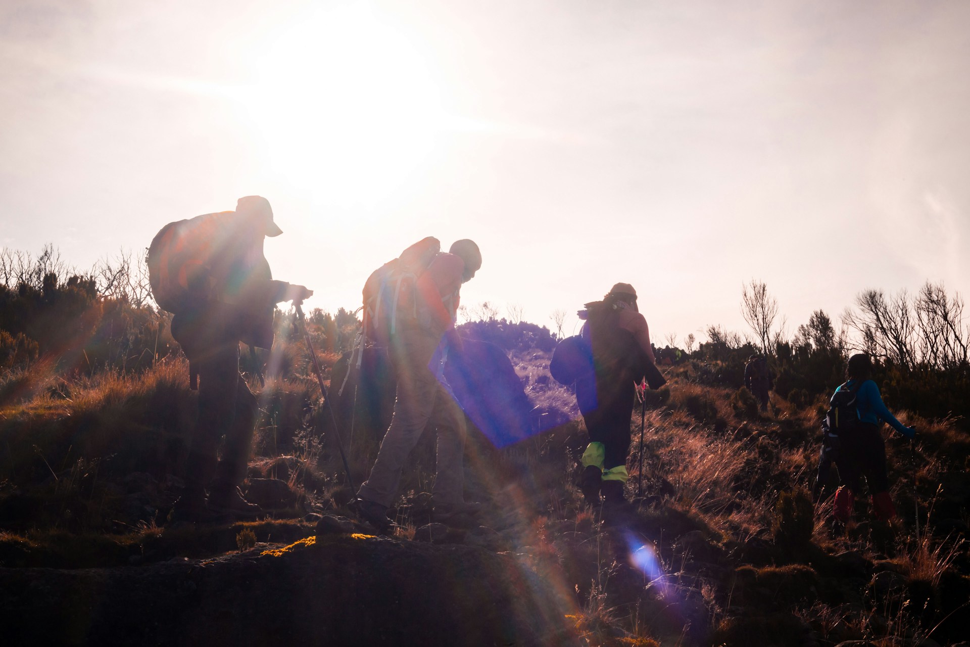 Trakkers on Mount Kenya in moorland band
