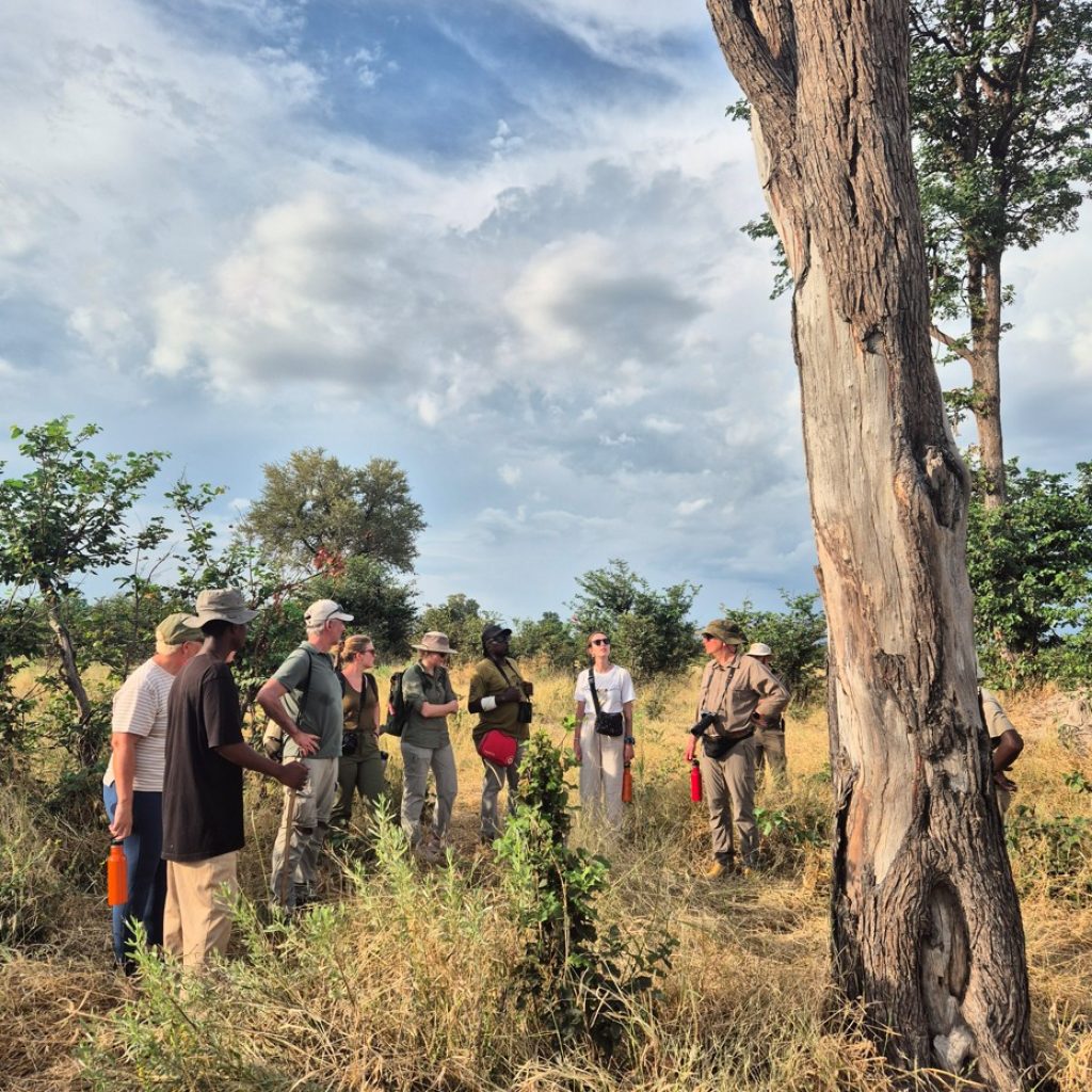 bush walks in africas reserves