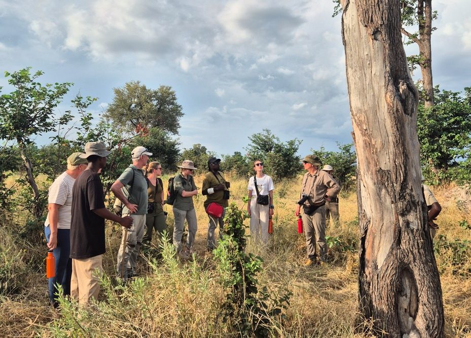 bush walks in africas reserves