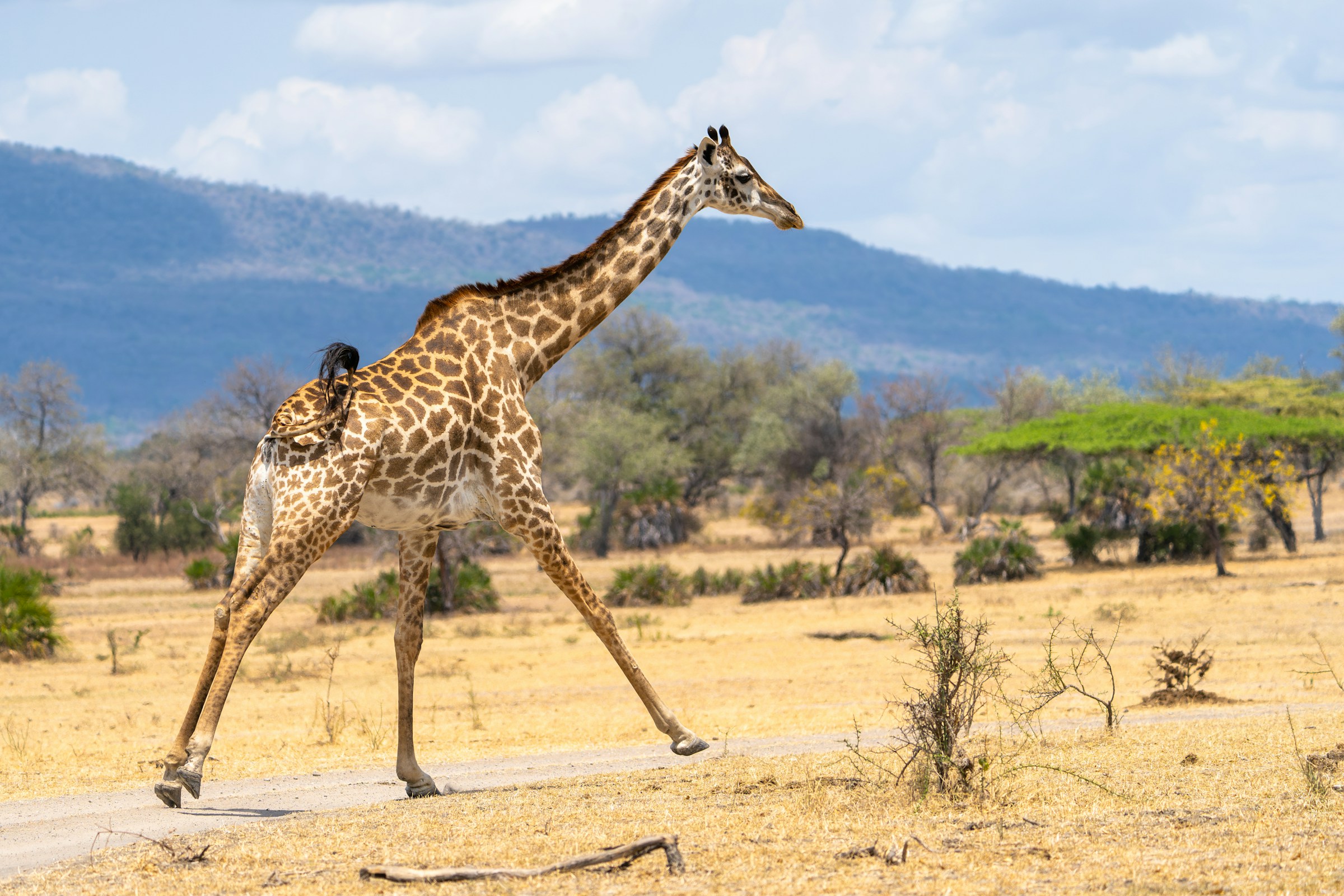 A giraffe running across the road. Somewhere in Nyerere National Park, Tanzania.