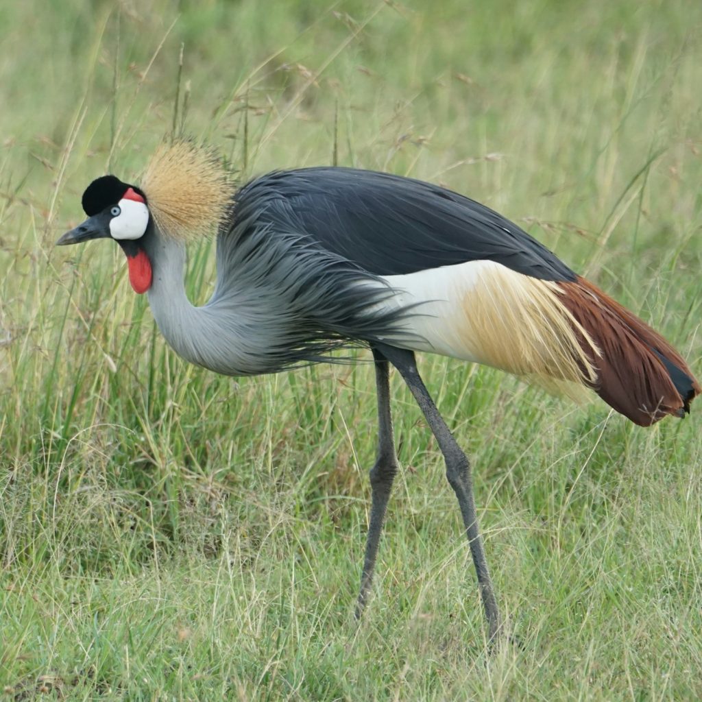 Wildebeests of Great Migration spread out across a plain(1)