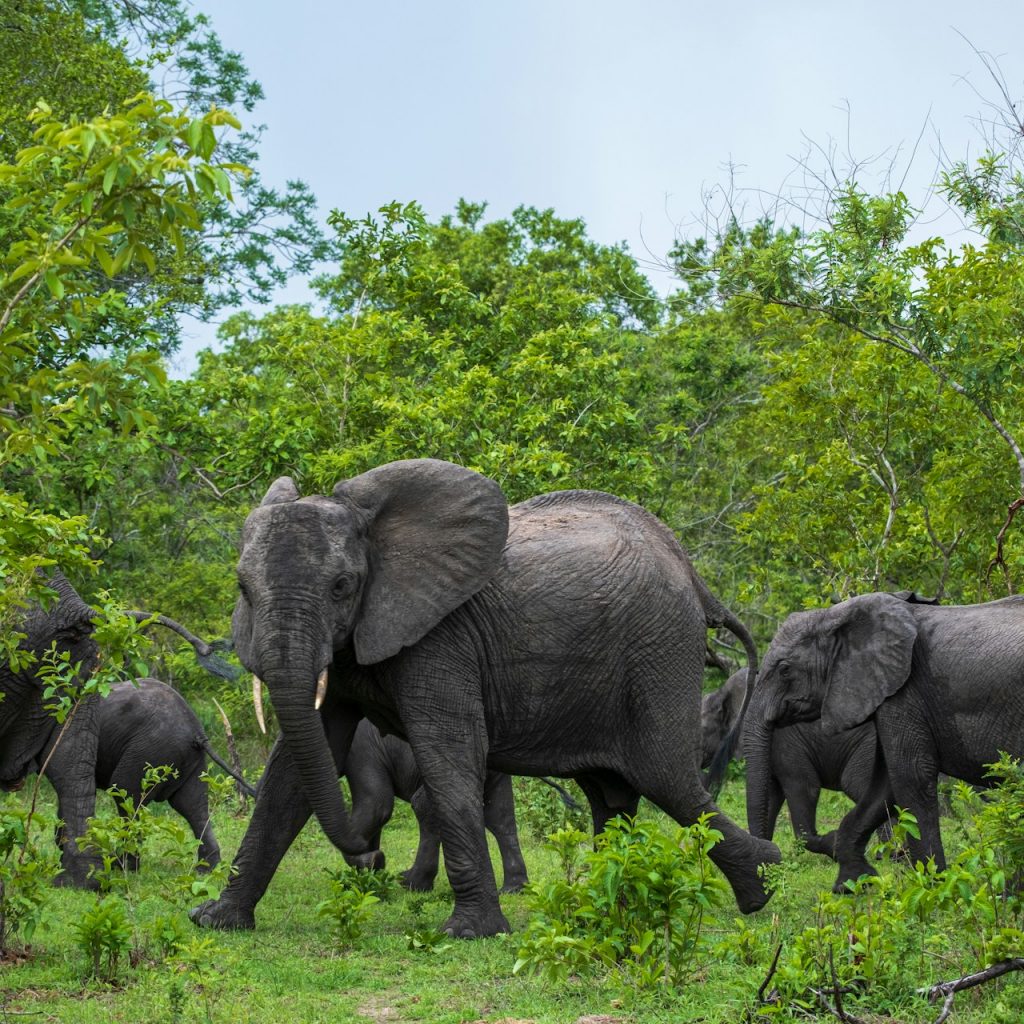 A herd of elephants among trees in Nyerere National Park