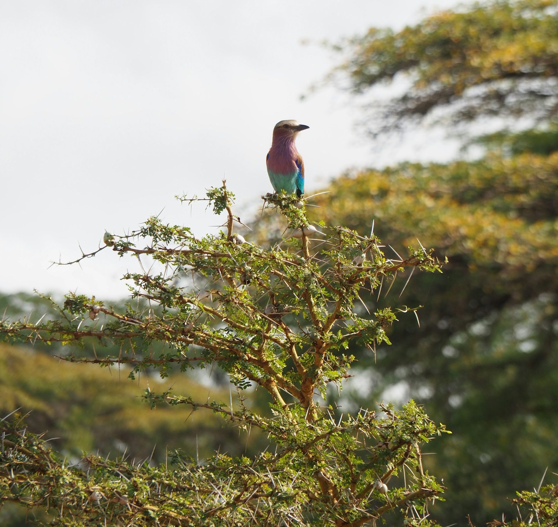YXOEC Day 21: Usambara Mountains, Tanzania