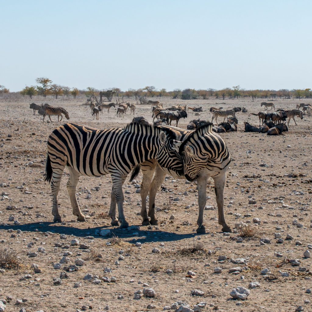 Etosha national park 