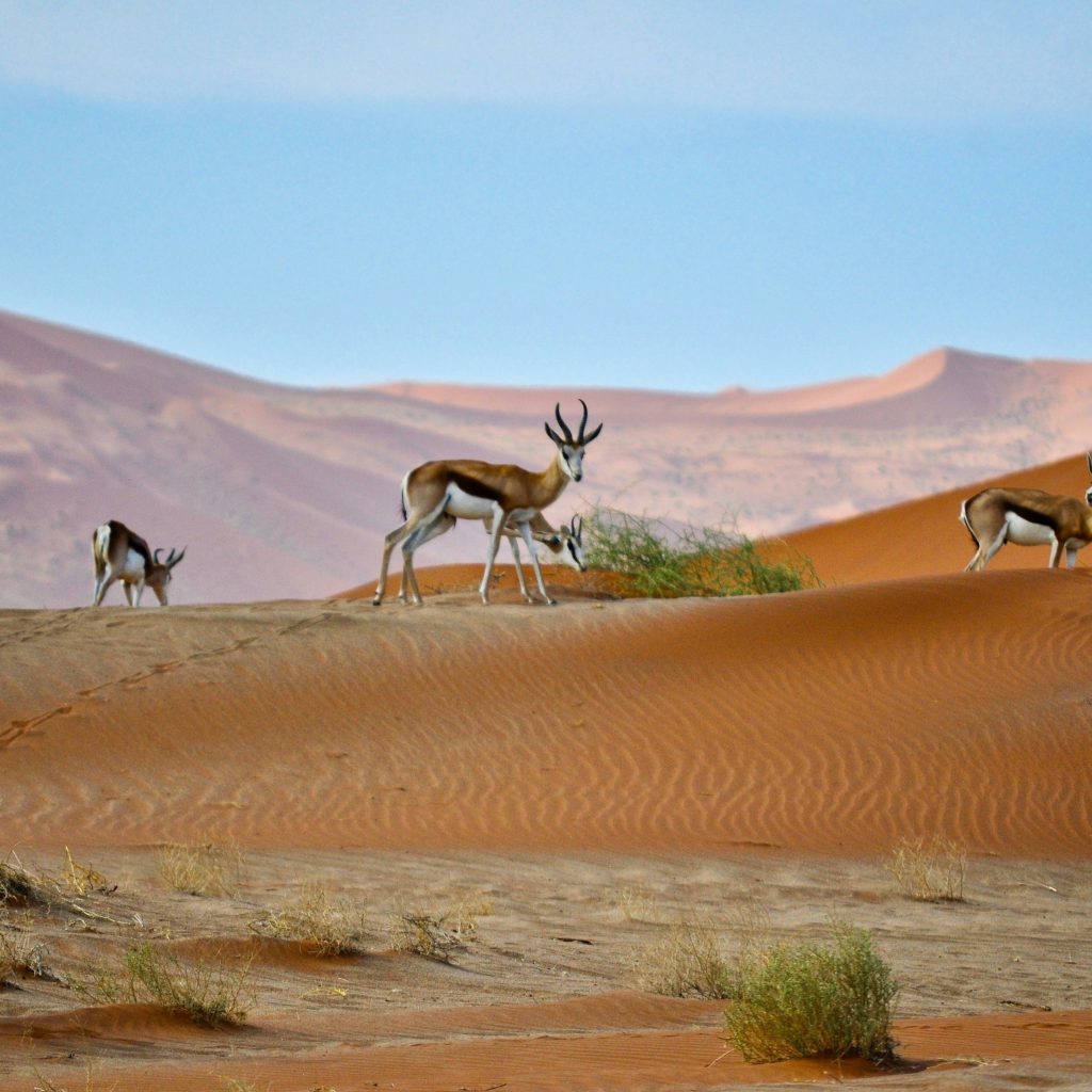 Sossusvlei