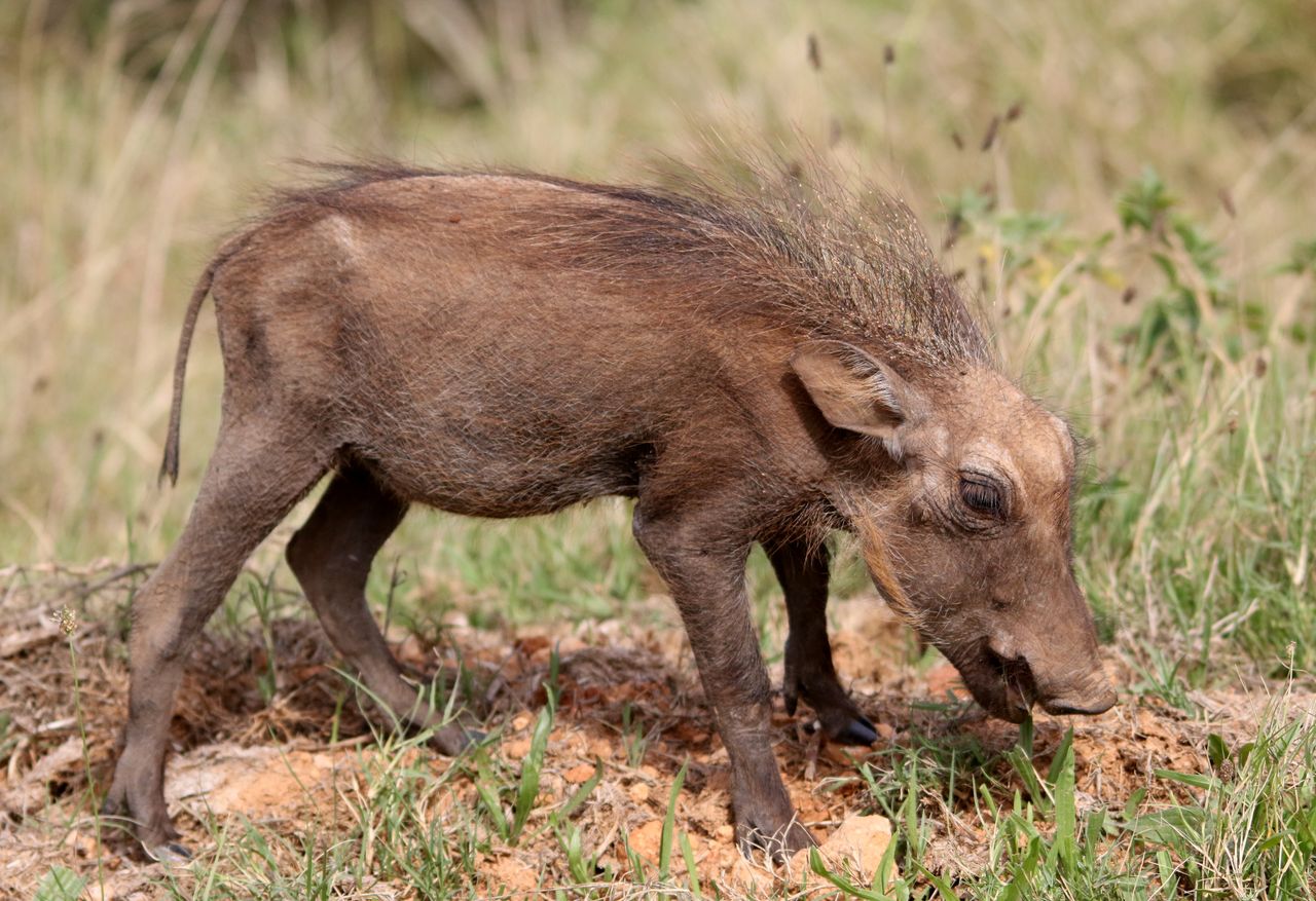 A warthog piglet spotted on safari in Addo
