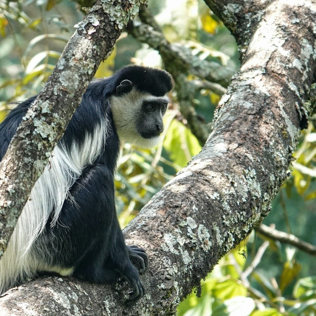 Black-and-white colobus monkey sitting on a tree branch in Bwindi Impenetrable National Park, Uganda(2)