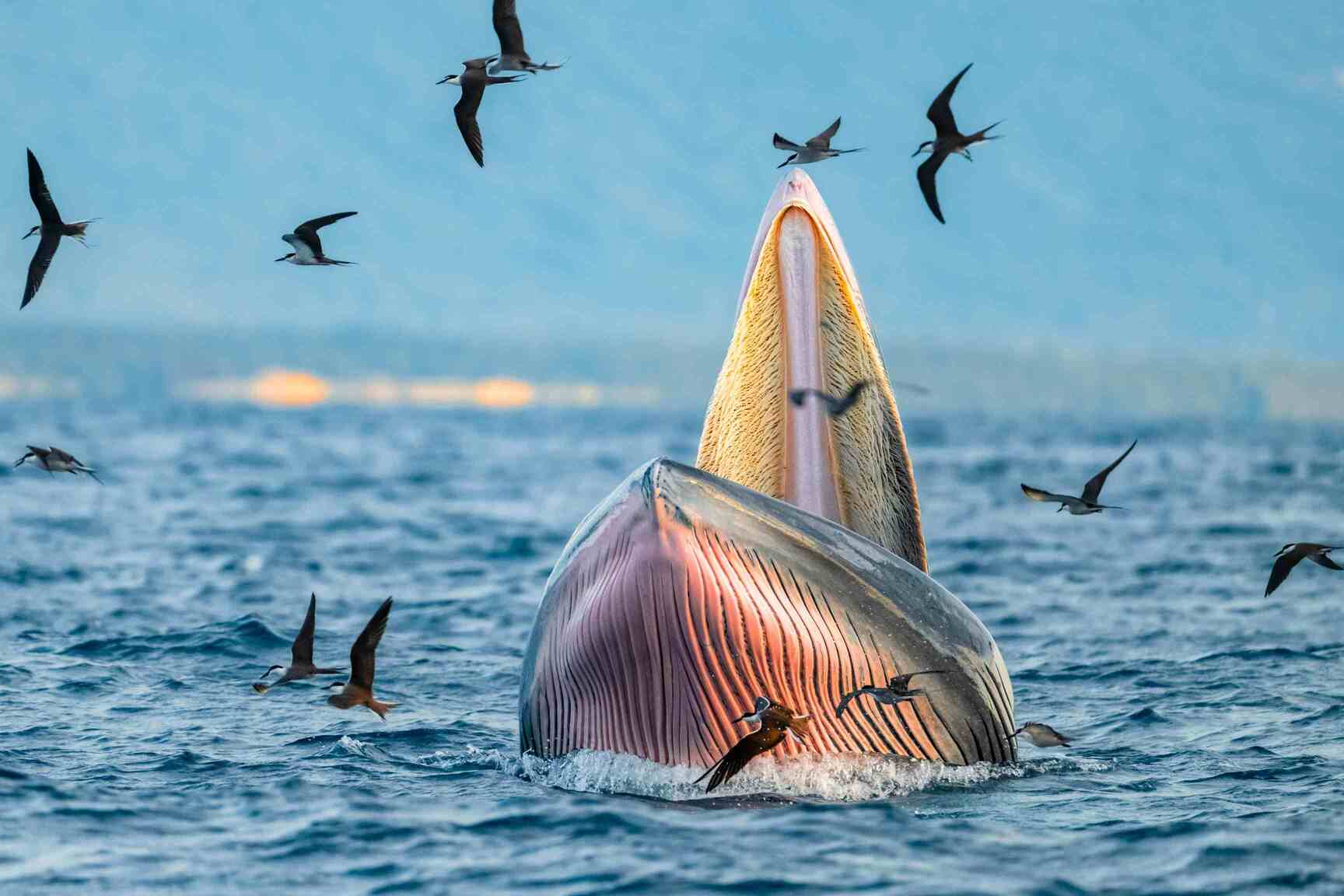 Bryde's whale with open mouth coming out of ocean with seabirds flying around and land fuzzy in background, Addo Park region