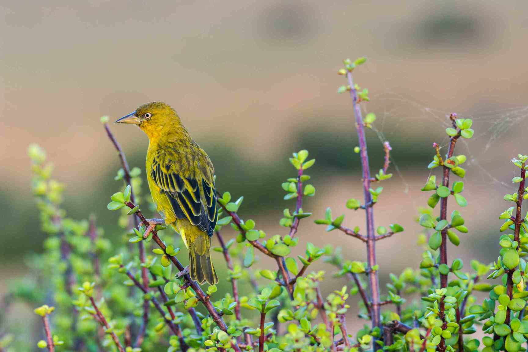 A Cape weaver on a spekboom in Addo