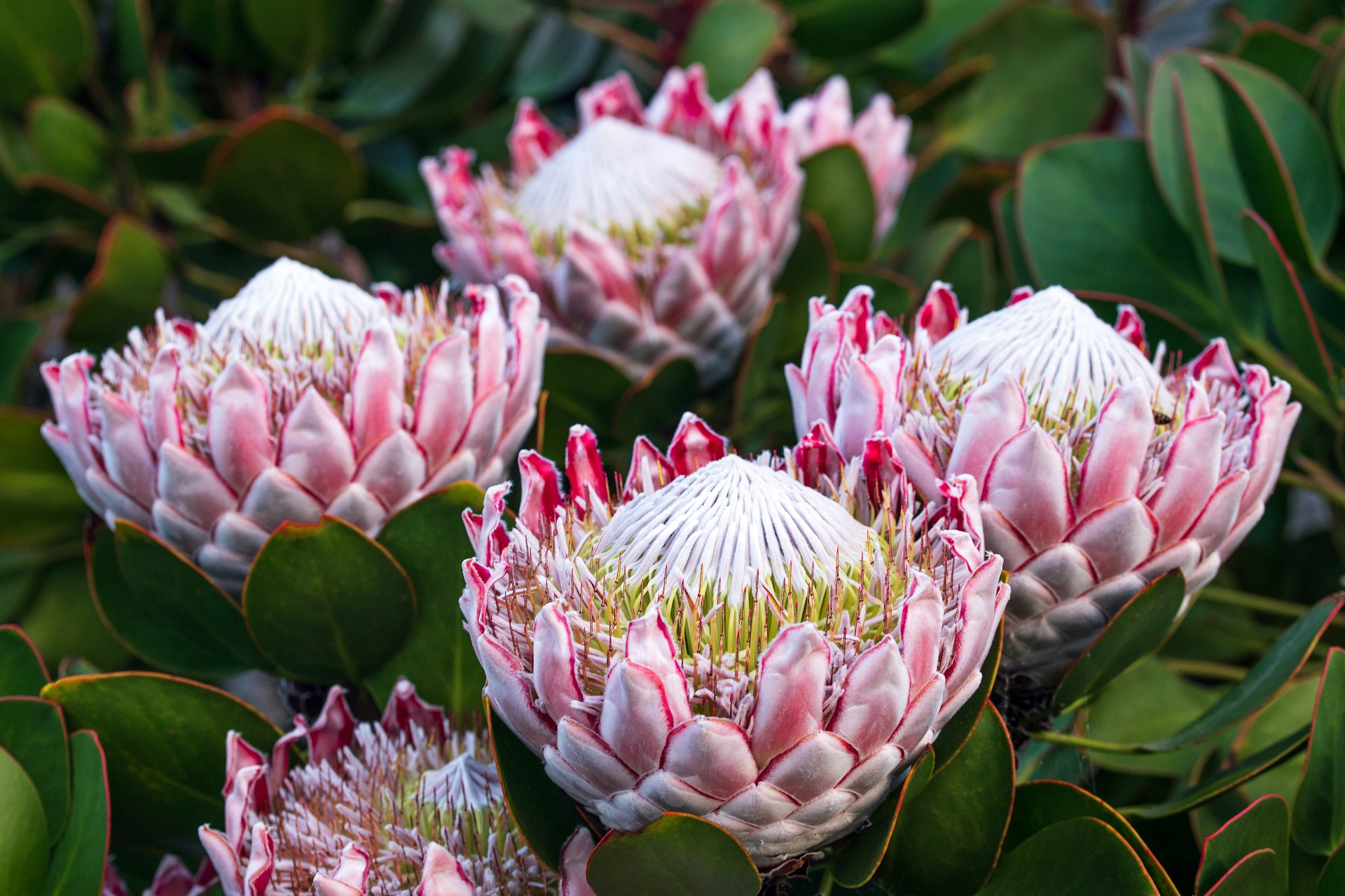 Close up of four pink proteas