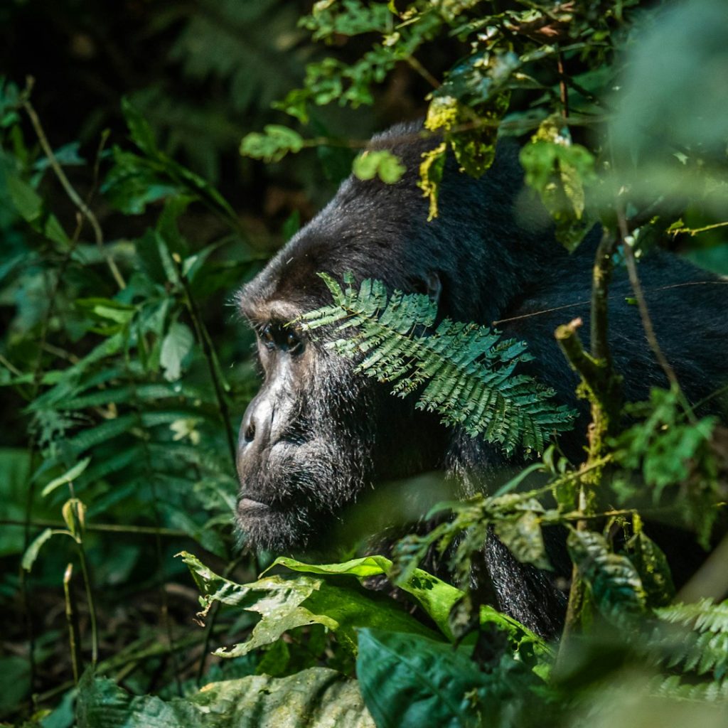 Close up of mountain gorilla face as seen through thick vegetation of jungle in Bwindi Impenetrable National Park, Uganda