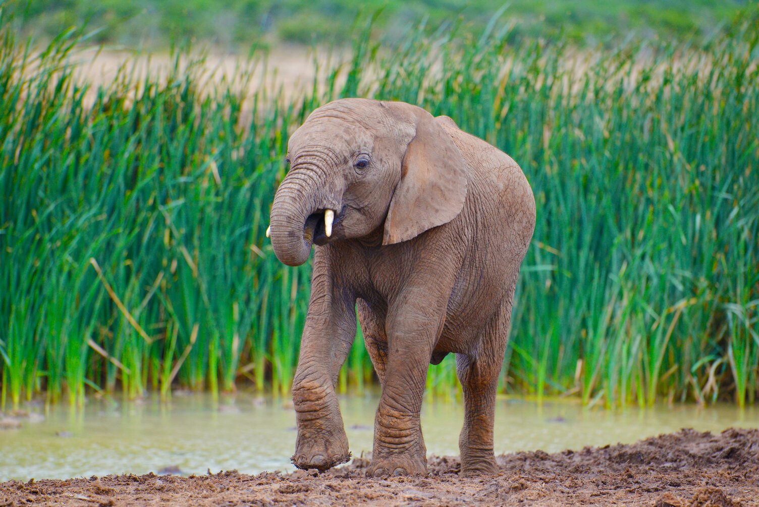 An elephant calf by a watering hole in Addo