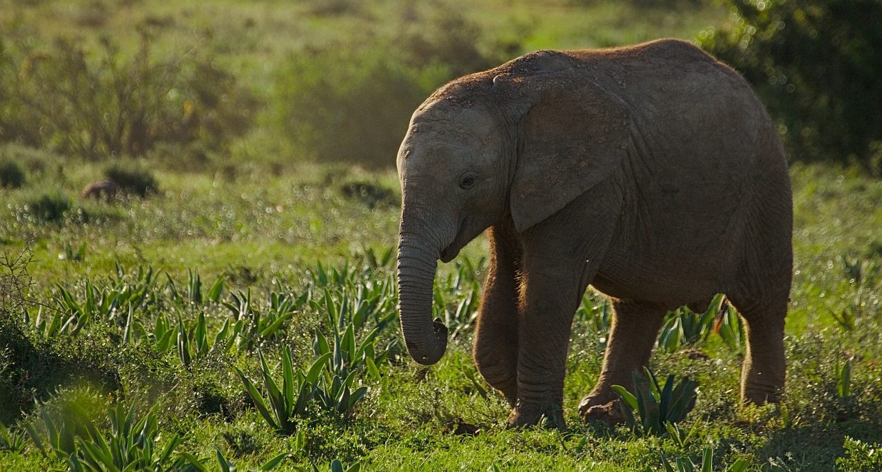 An elephant calf by a watering hole in Addo