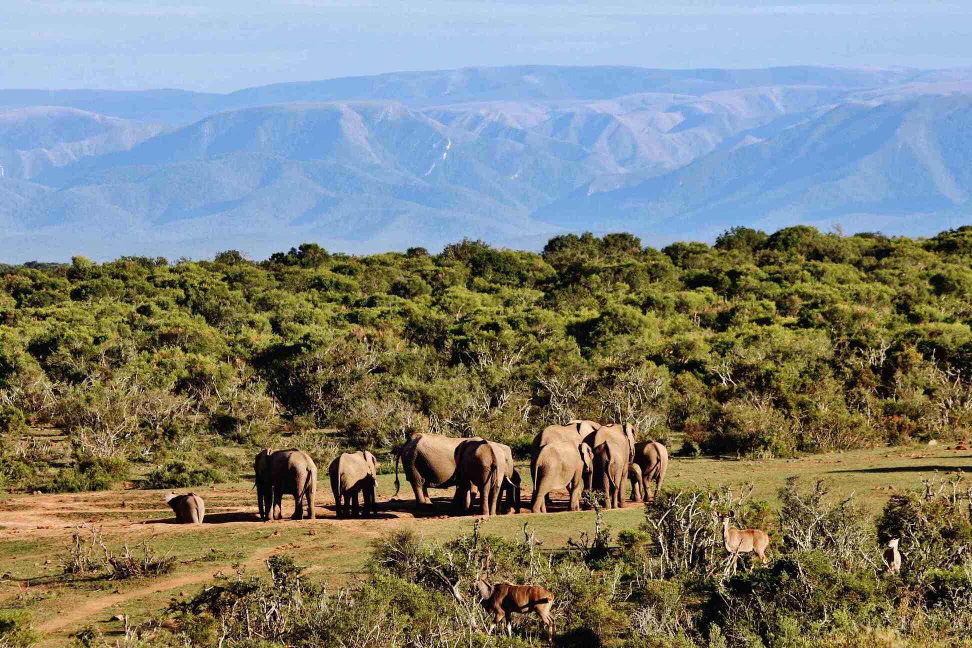 Elephant herd and elands among thicket and mountains in distance, Addo Elephant National Park, Eastern Cape, South Africa