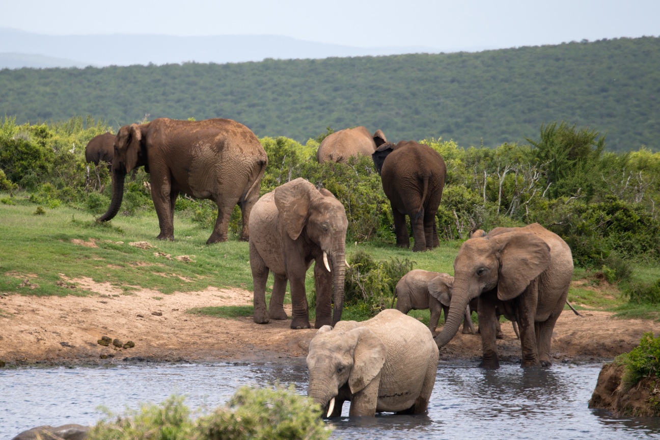 Elephant herd in Addo, green hills