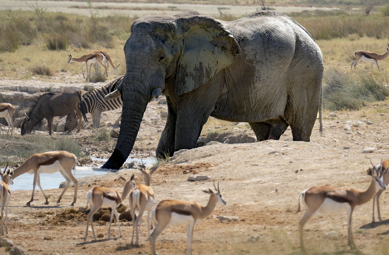 Elephant, zebras, and springboks at watering hole in dry season, Addo Park