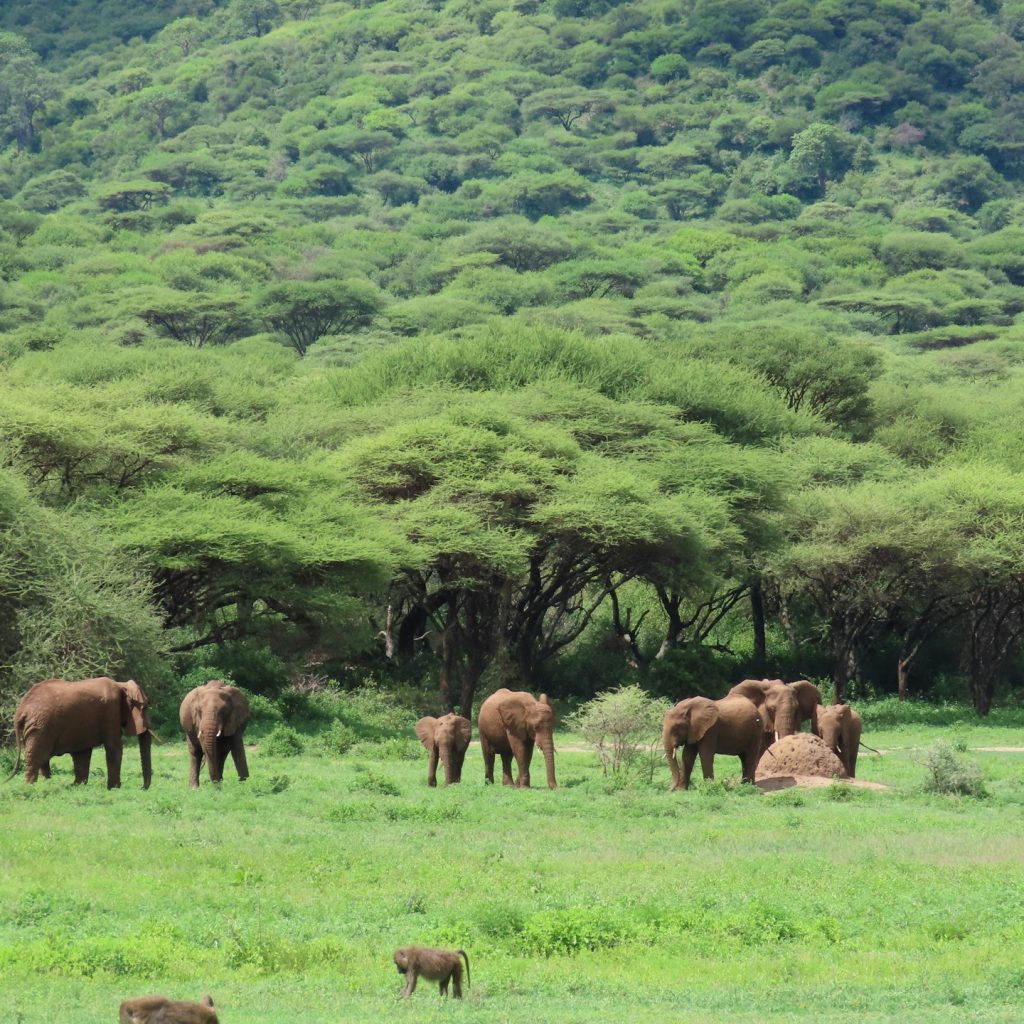 Elephants and other wildlife on grassy plain in front of wooded crater wall, Ngorongoro Crater, Tanzania