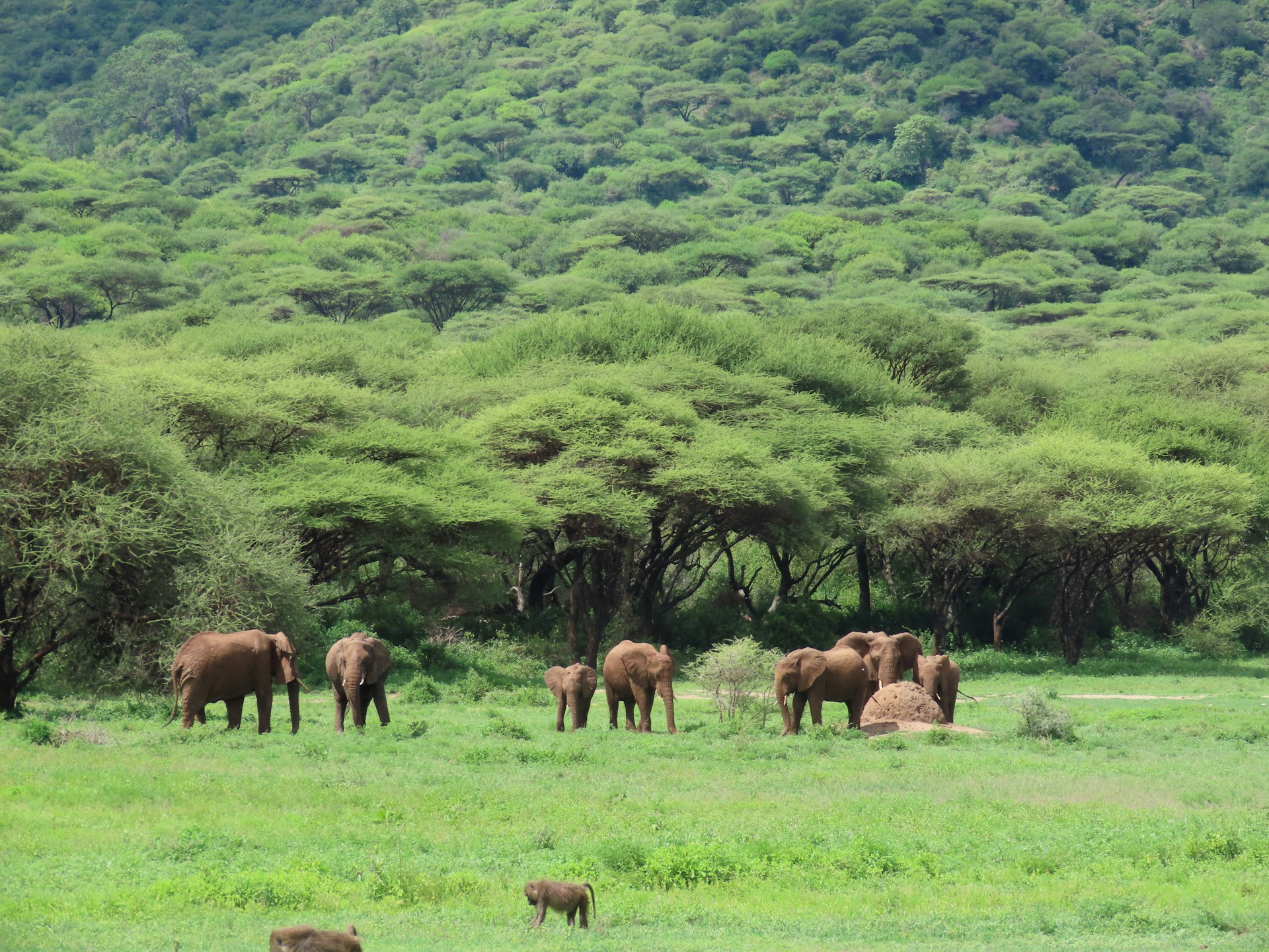 Elephants and other wildlife on grassy plain in front of wooded crater wall, Ngorongoro Crater, Tanzania