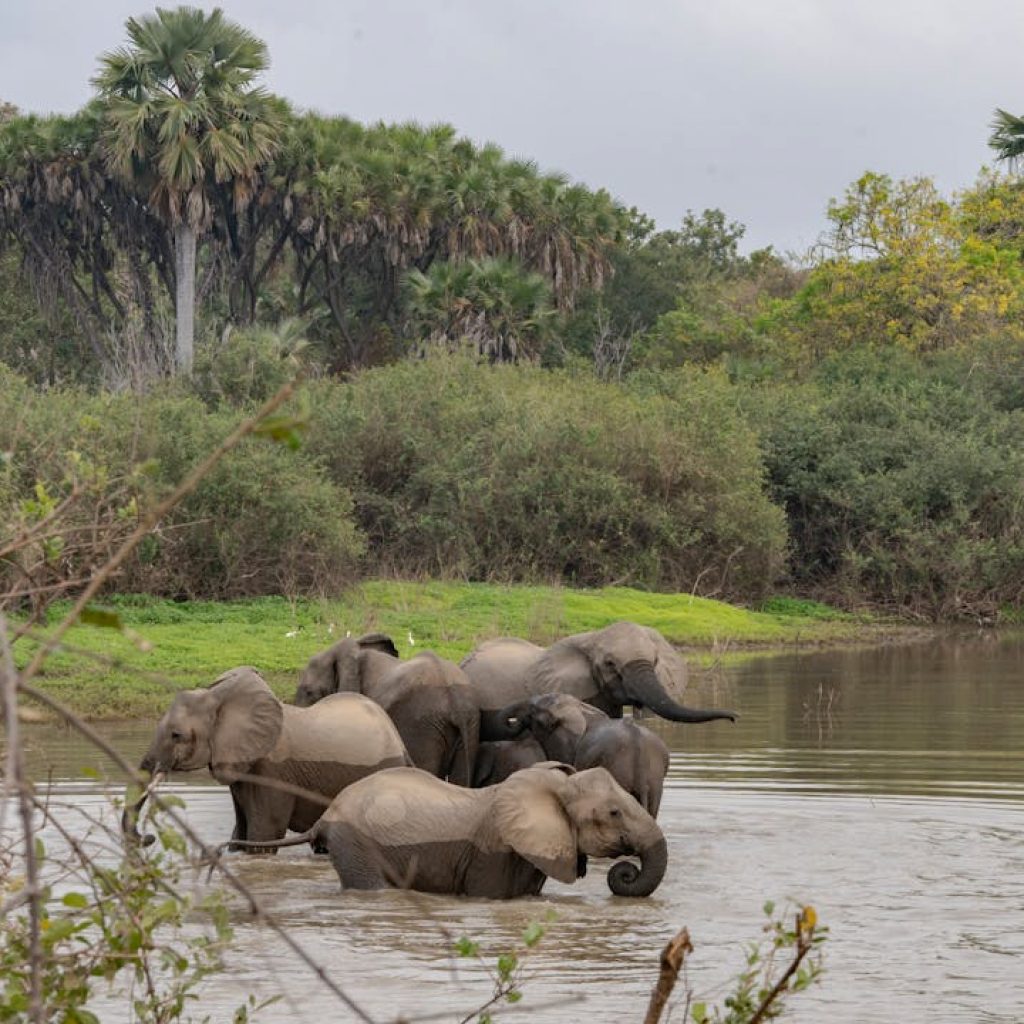 Elephants in river with palm trees in background