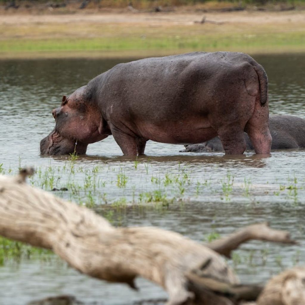 Hippos in river with log in foreground, Tanzania