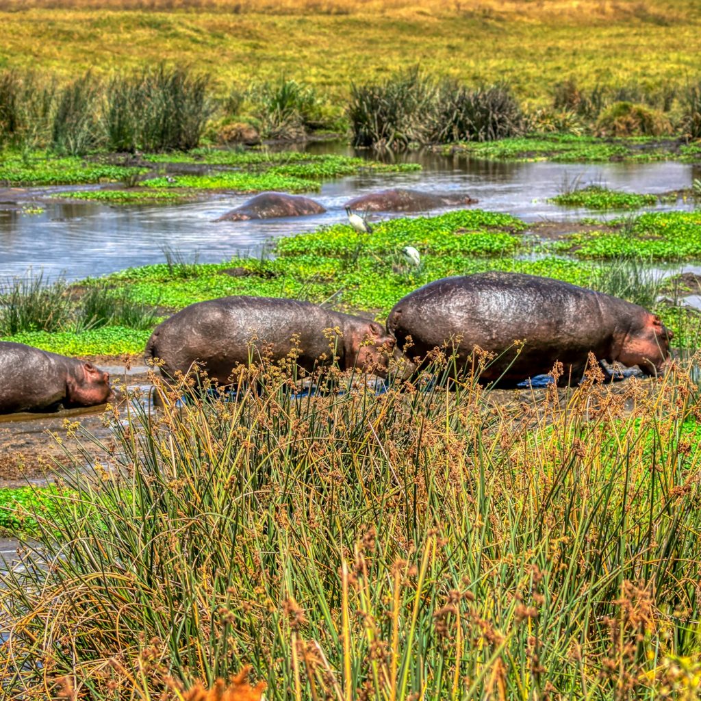 Hippos in swamp in Ngorngoro Crater, Tanzania