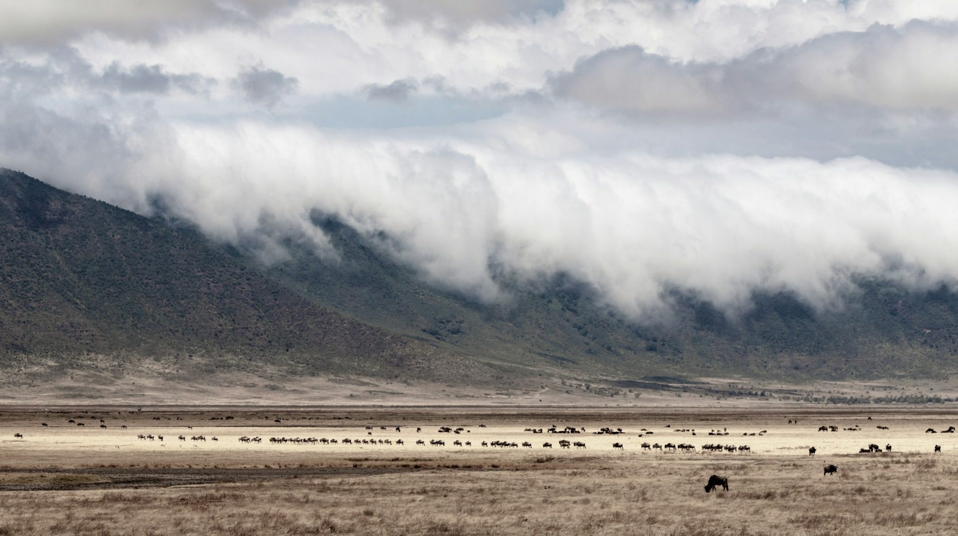 Large game dotting floor of Ngorongoro Crater with clouds rolling off rim