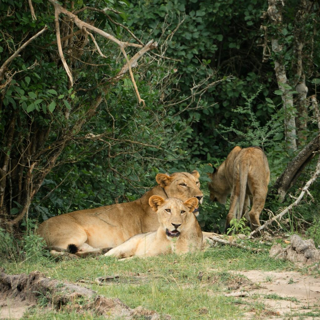 Lions lying in shade in Nyerere, Tanzania