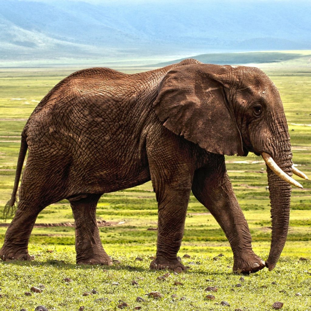 Lone elephant walking through Ngorongoro Crater in Tanzania