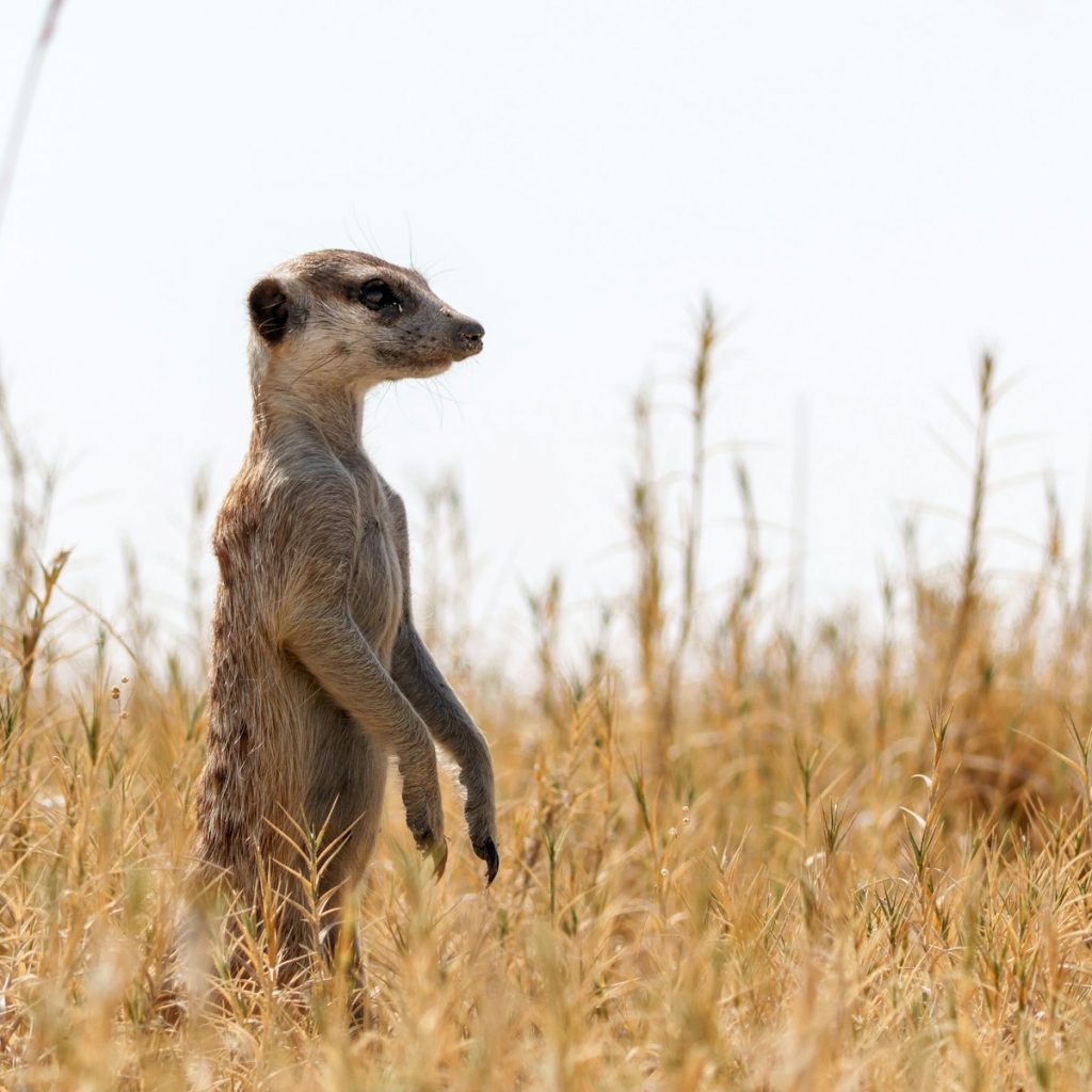 Meerkat standing in dry grassland of Makgadikgadi Salt Pan, Botswana