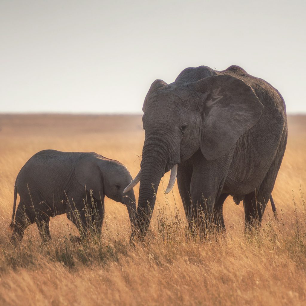 Mother and infant bush elephants in tall grass of Serengeti