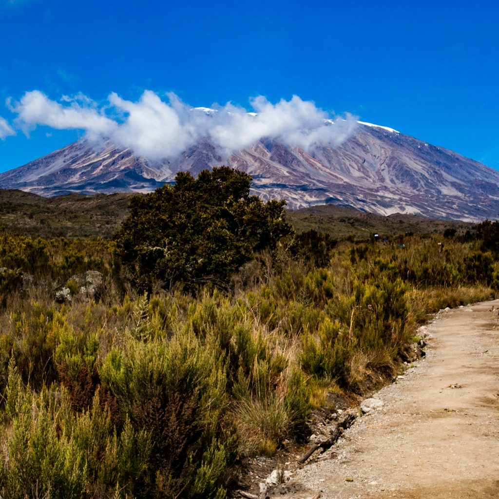 Path between shrub and bushes looking towards Kilimanjaro. Part of the Rongai route