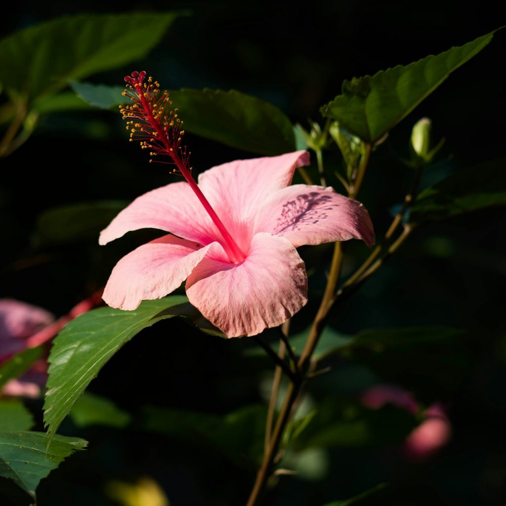 Pink hibiscus bloom in Bwindi