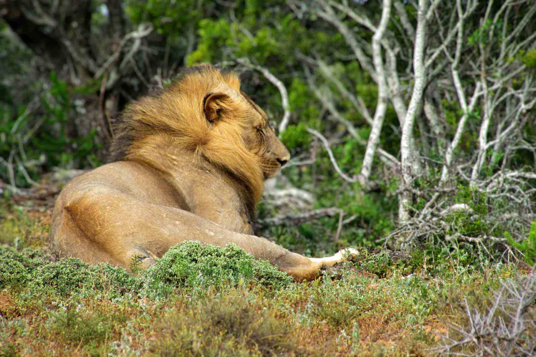 Seated male adulty lion among thicket in Addo Park