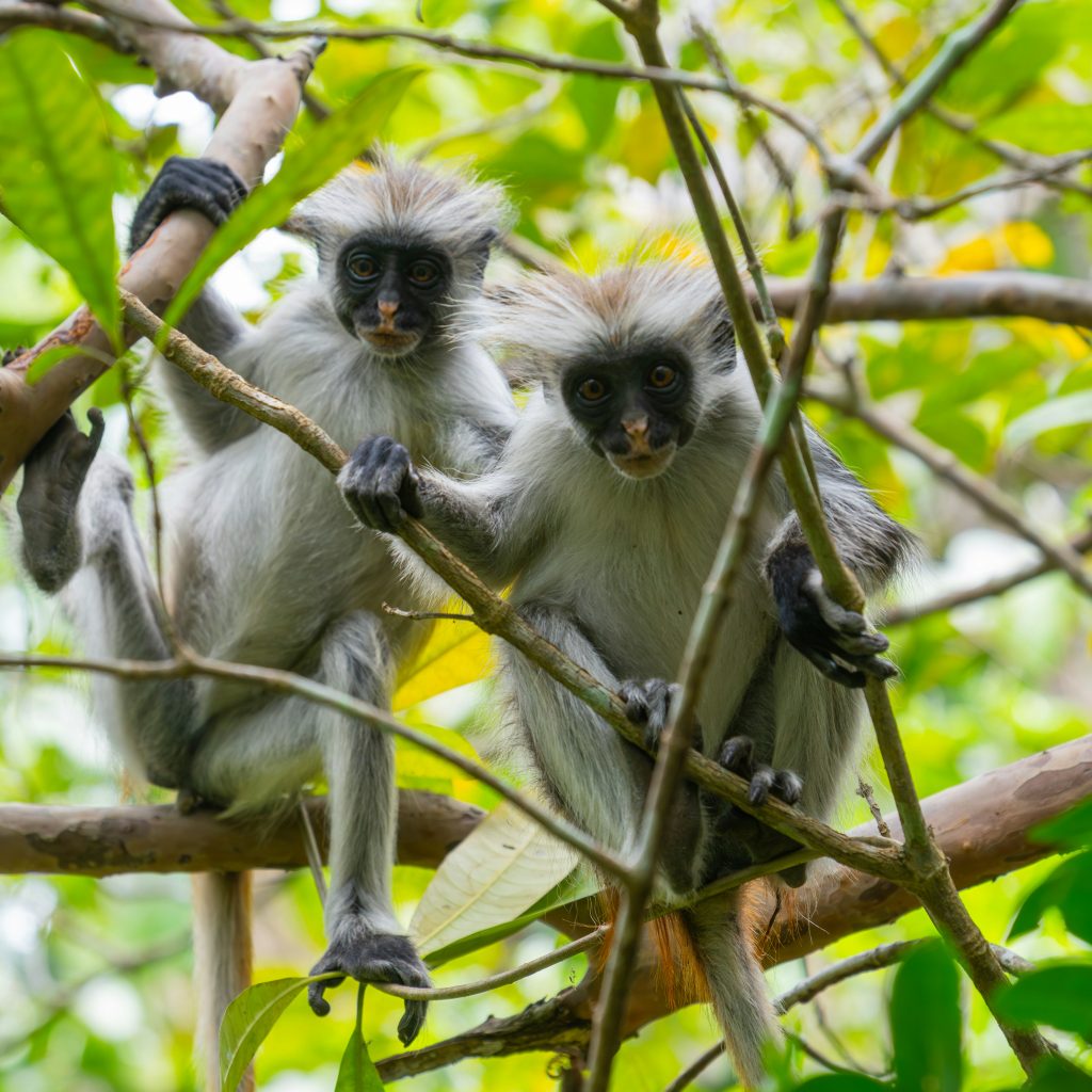 Two red colobus monkeys looking at the camera. Shot in Jozani Forest, Zanzibar, Tazania