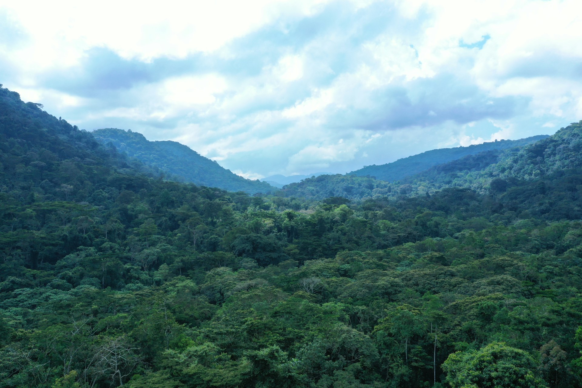 View over canopy of Bwindi Impenetrable National Park