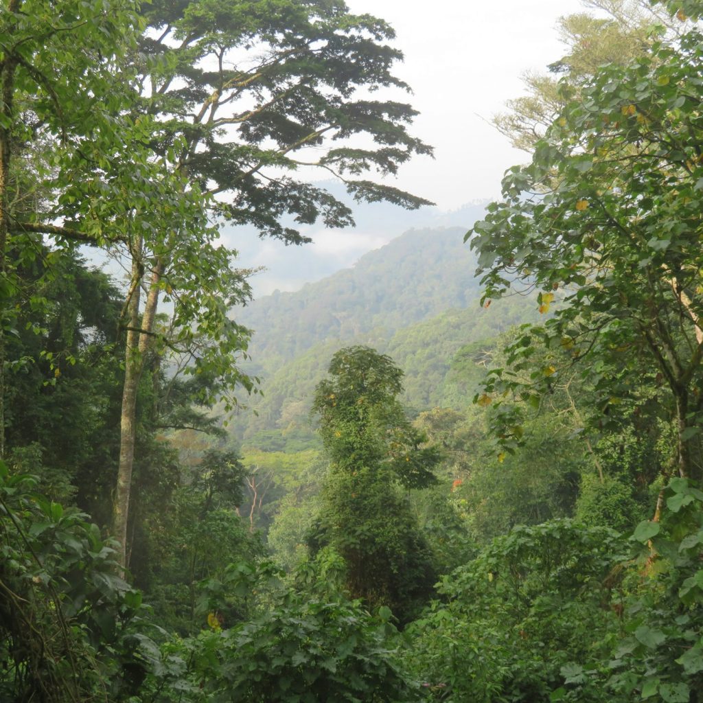 View through the trees and canopy of Bwindi Forest, Uganda