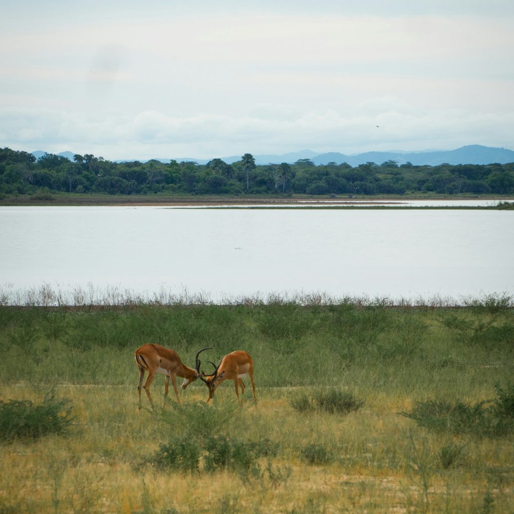 Antelopes near Rufiji River in Nyerere, formerly Selous
