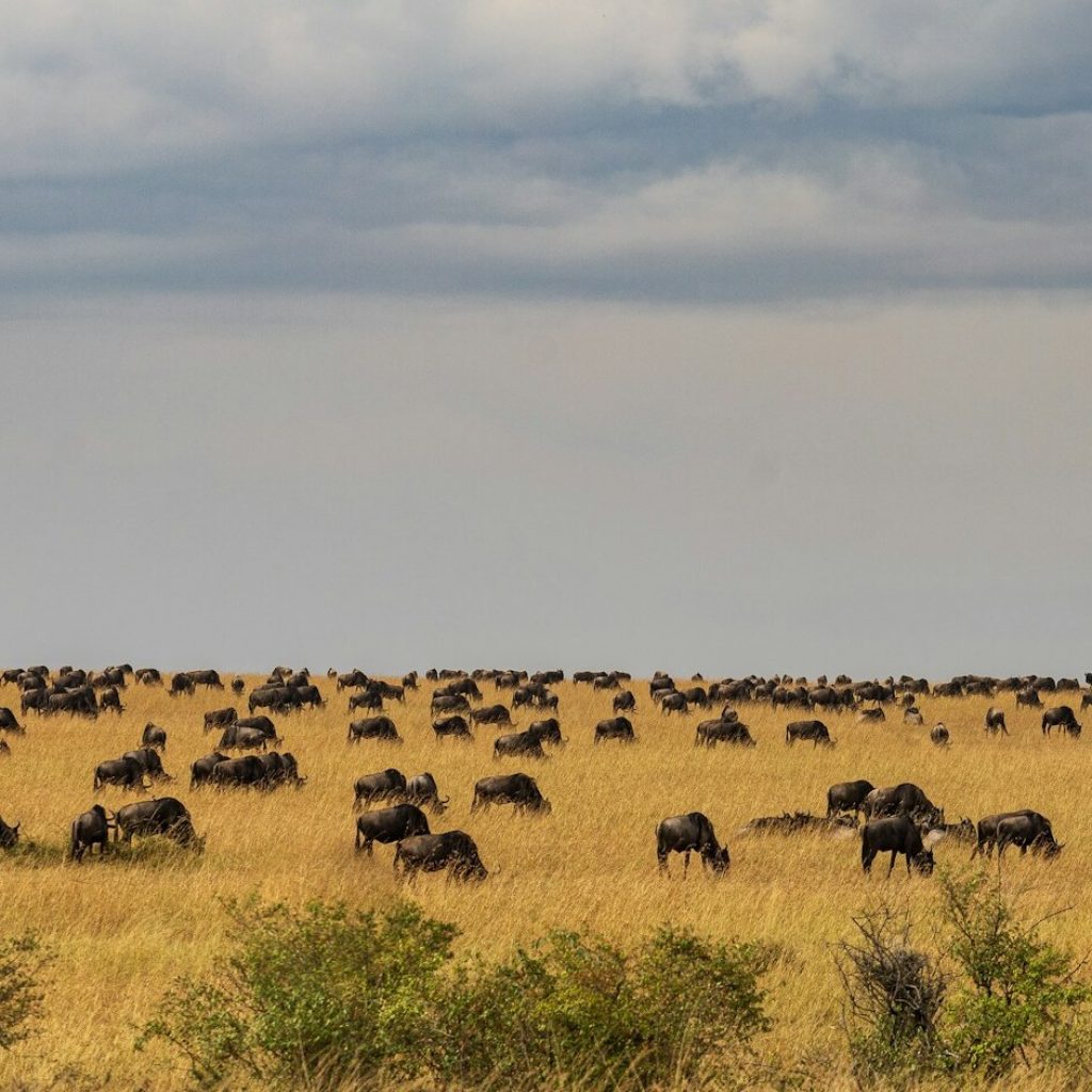Wildebeests of Great Migration spread out across a plain