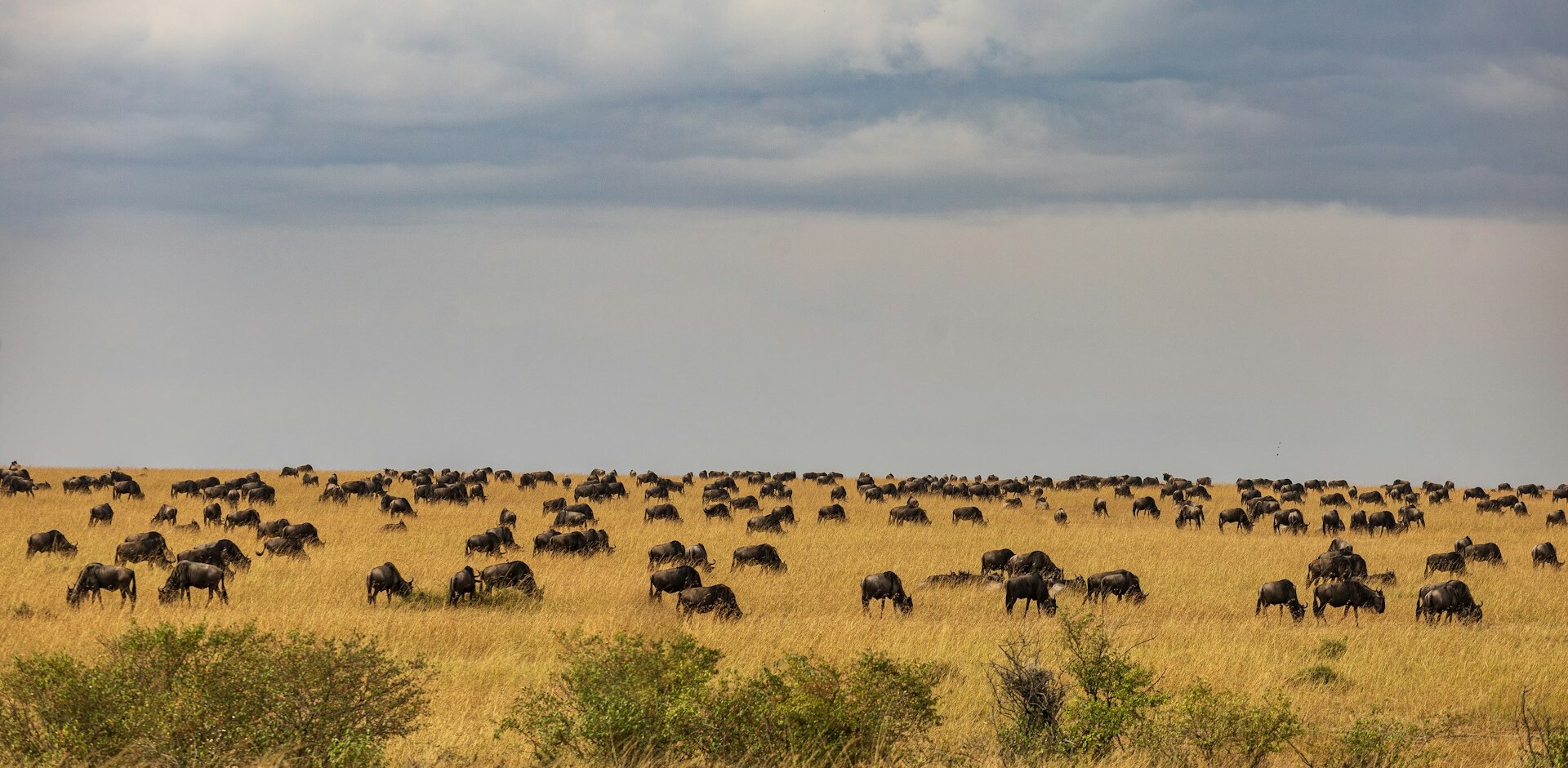 Wildebeests of Great Migration spread out across a plain