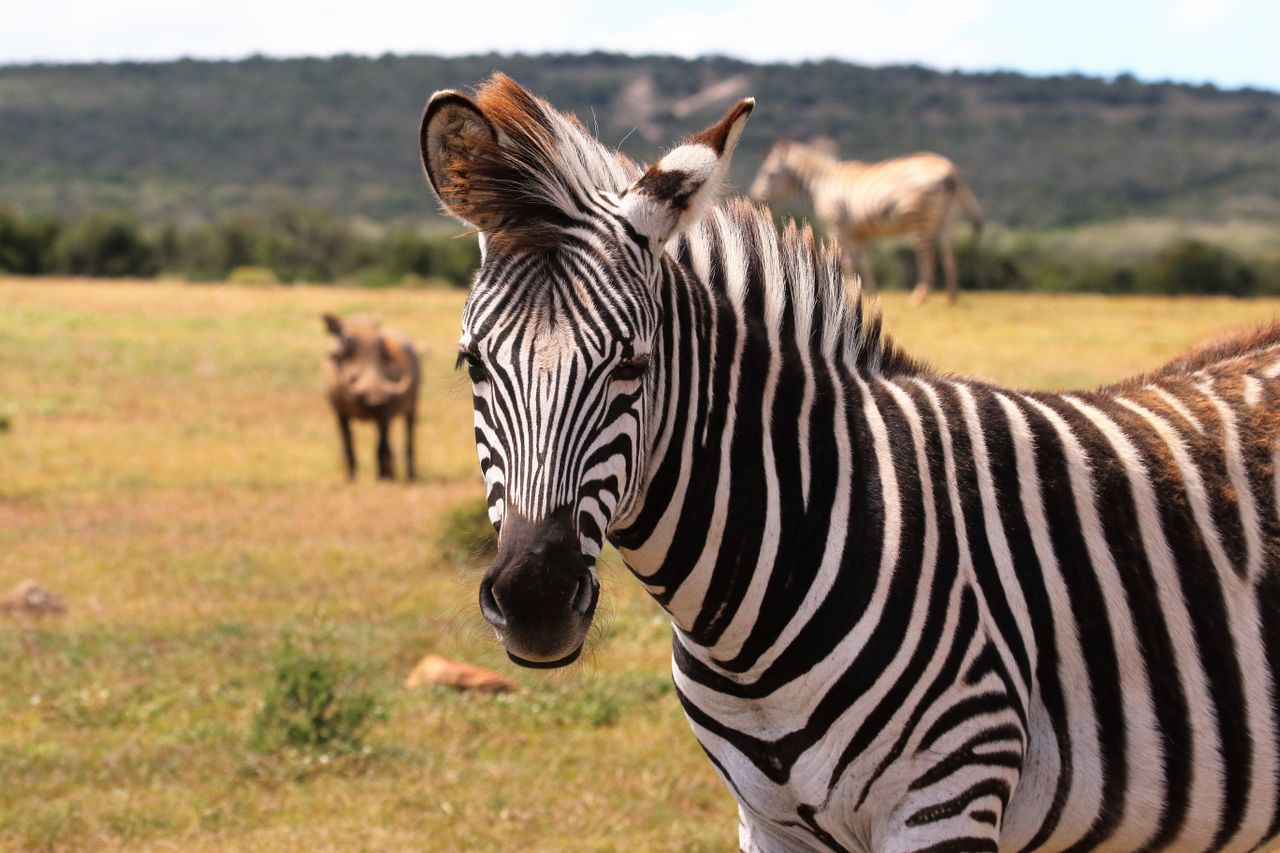 Zebra facing camera with warthog in background, Addo Park