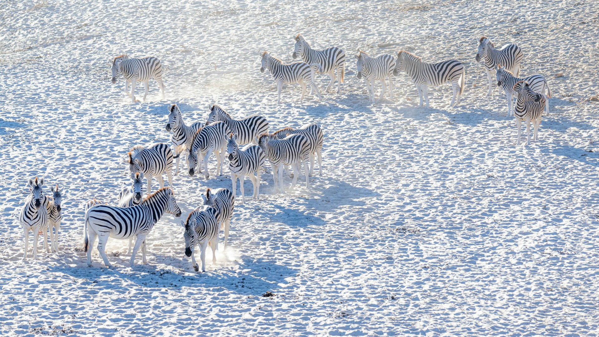 Zebra herds on white salt pan of Makgadikgadi, Botswana