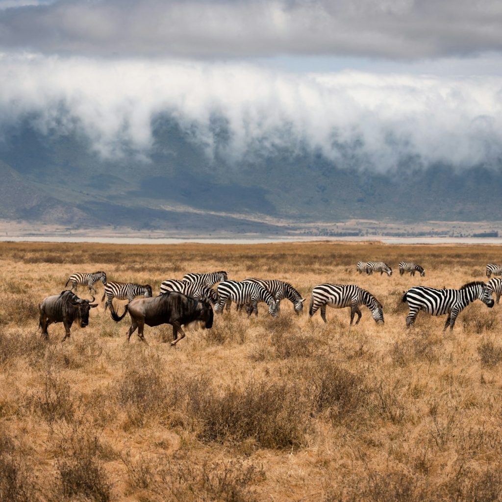Zebras and other animals on dry floor of Ngorongoro Crater