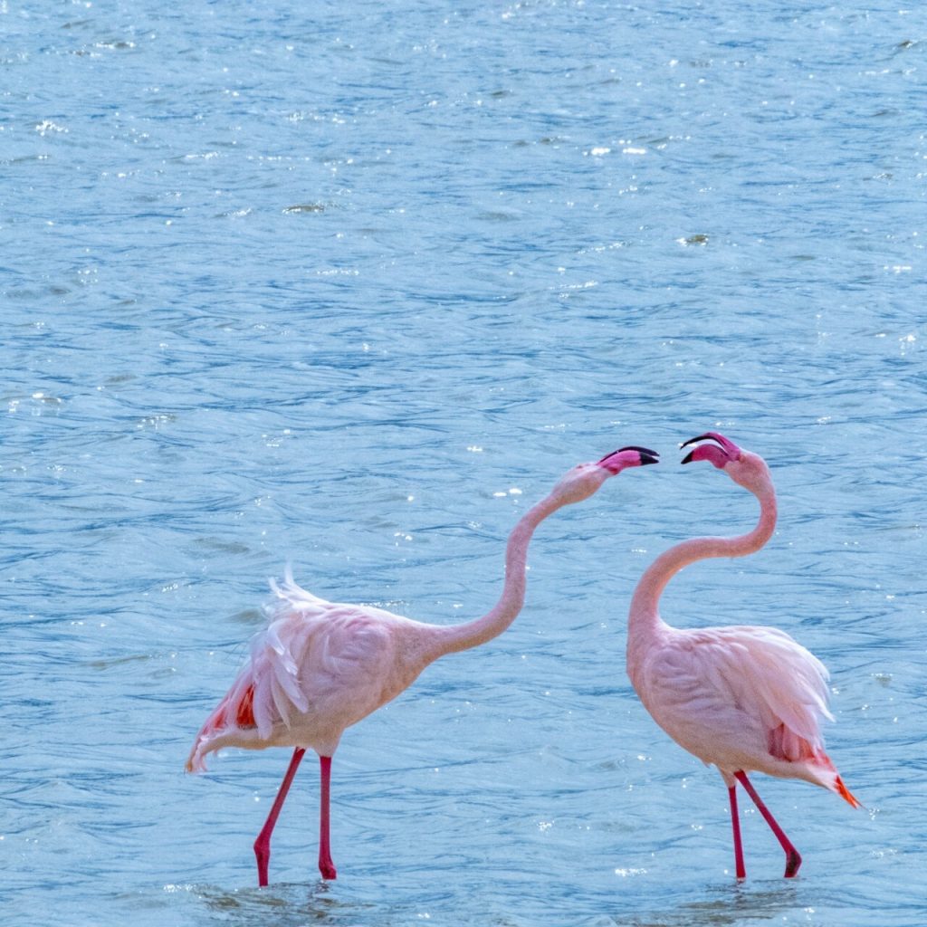 Close up of two flamingoes, ngorongoro crater, and ngorongoro conservation area in Tanzania